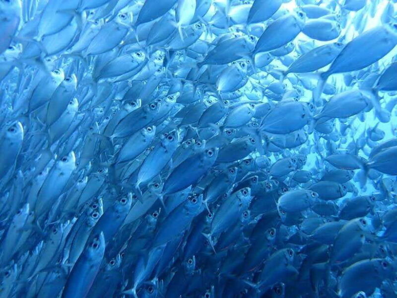 cebu-oslob-whale-sharks-moalboal-sardine-run-sea-turtles