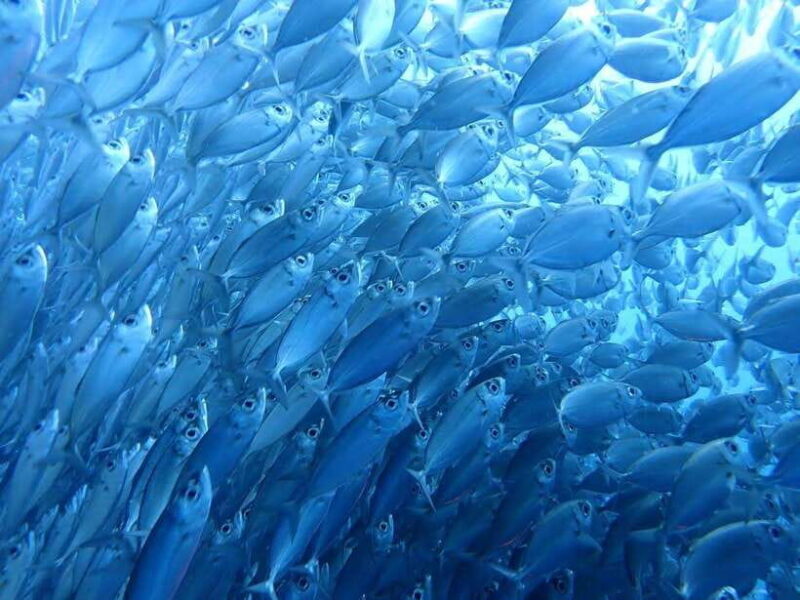 Cebu: Oslob Whale Sharks, Moalboal Sardine Run & Turtles - What makes this tour stand out?