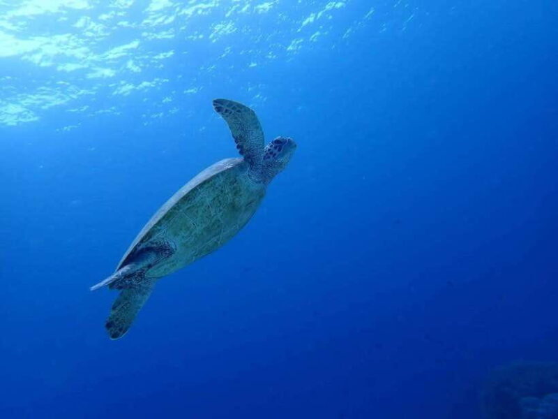 Cebu: Oslob Whale Sharks, Moalboal Sardine Run & Turtles - Practical considerations and tips