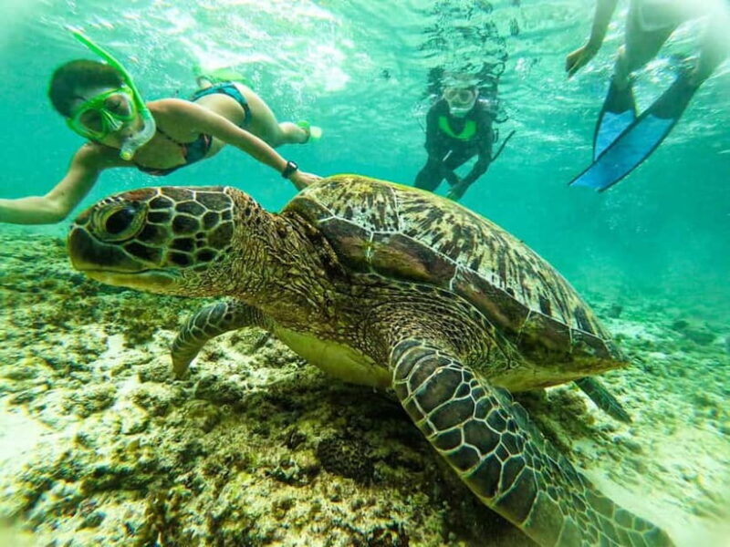 Cebu: Oslob Whale Sharks, Moalboal Sardine Run & Turtles - The Sum Up