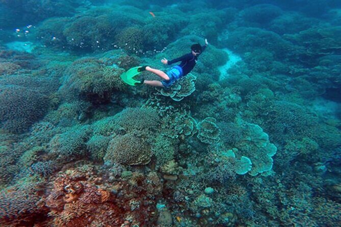 Cebu: Oslob Whale Sharks, Tumalog Falls and Sardines Snorkeling - Who Should Consider This Tour?