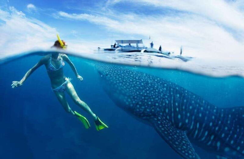 cebu-oslob-whale-sharks-tumalog-falls-sardine-snorkeling