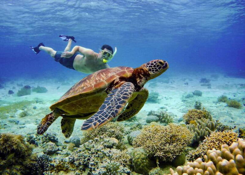 cebu-oslob-whale-sharks-tumalog-falls-sardine-snorkeling