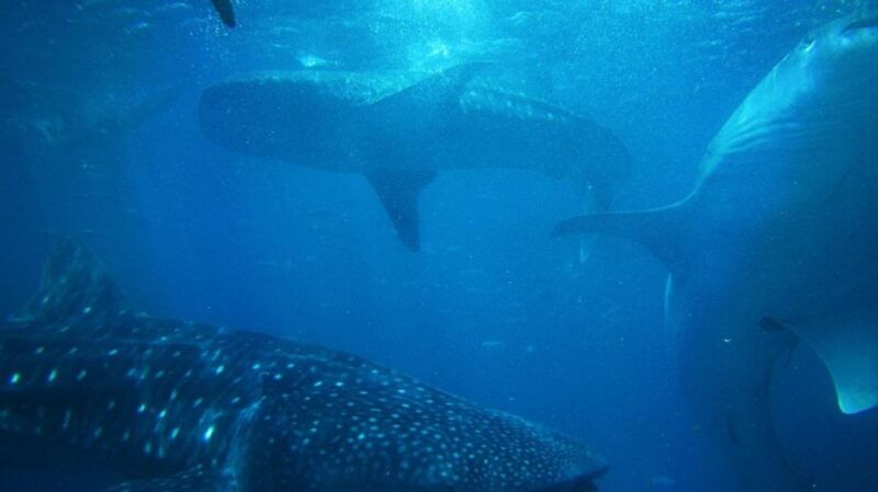 cebu-oslob-whale-sharks-tumalog-falls-sardine-snorkeling