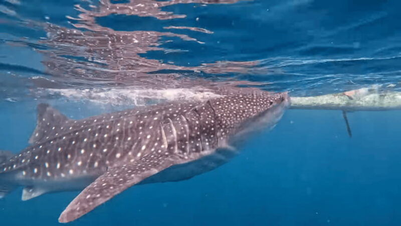 cebu-oslob-whaleshark-canyoneering-group-tour-with-lunch