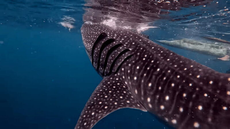 cebu-oslob-whaleshark-canyoneering-group-tour-with-lunch