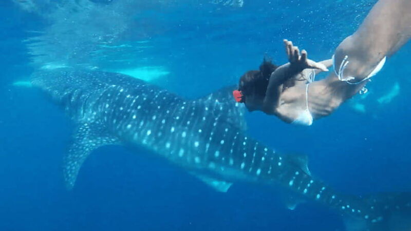 cebu-oslob-whaleshark-canyoneering-group-tour-with-lunch