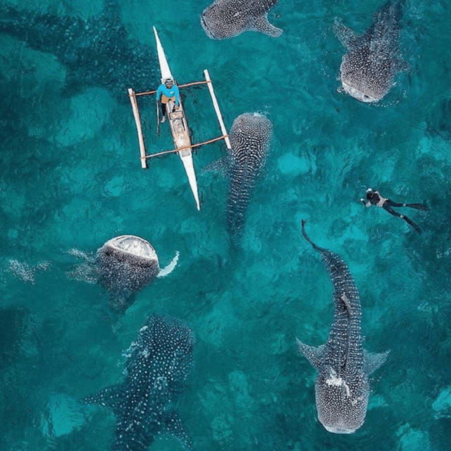 cebu-oslob-whaleshark-experience-shared-tour