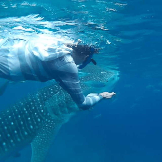 cebu-oslob-whaleshark-experience-shared-tour