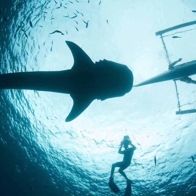 cebu-oslob-whaleshark-experience-shared-tour