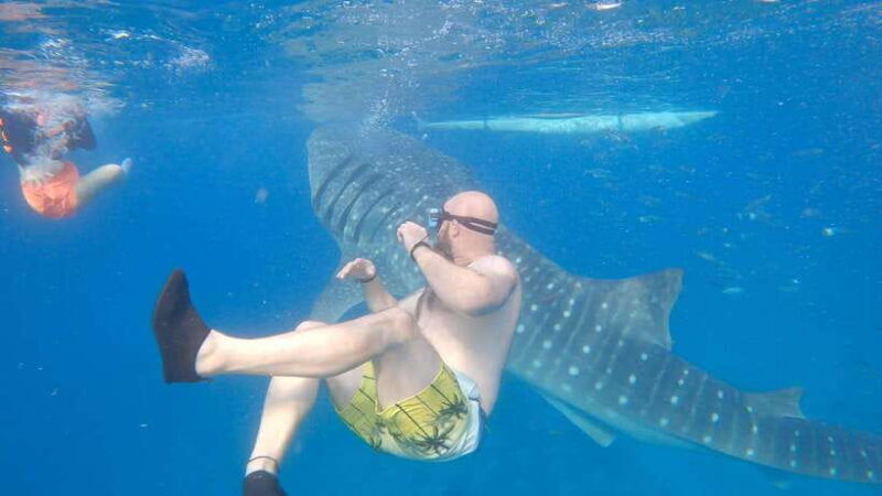 cebu-oslob-whaleshark-sardines-run-snorkeling-day-tour
