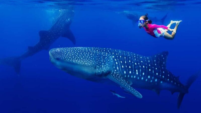 Cebu Oslob Whaleshark, Tumalog Falls&Sumilon Island(Private) - Key Points