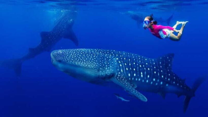 Cebu Oslob Whaleshark, Tumalog Falls&Sumilon Island(Private) - Frequently Asked Questions