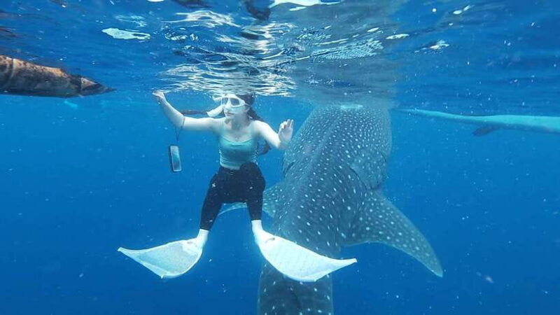 cebu-oslob-whaleshark-watching-day-tour