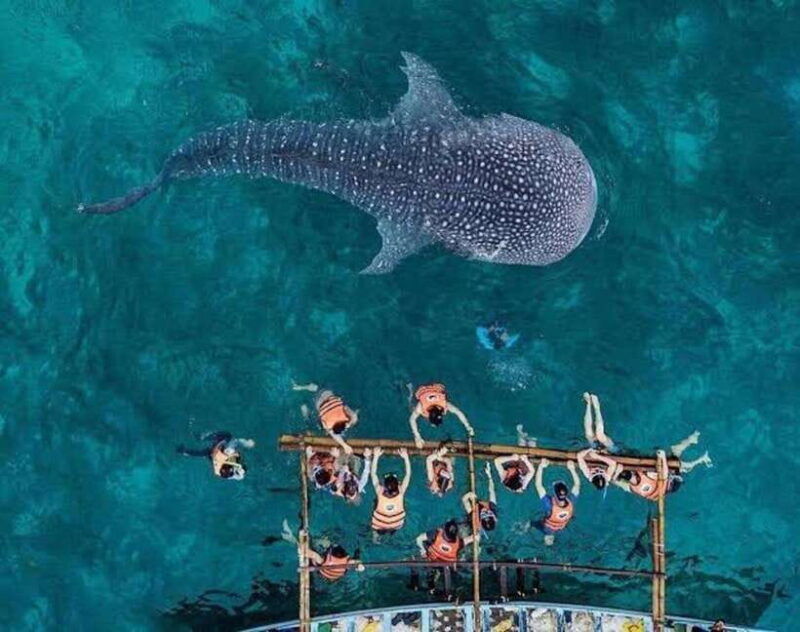 cebu-oslob-whaleshark-watching-day-tour