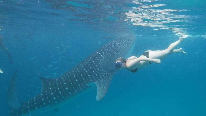 cebu-oslob-whaleshark-watching-day-tour