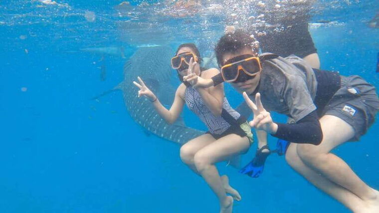 cebu-oslob-whaleshark-watching-day-tour