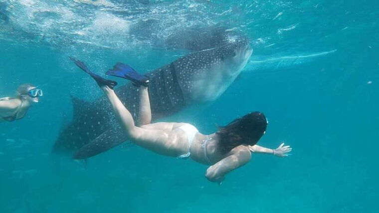 cebu-oslob-whaleshark-watching-day-tour