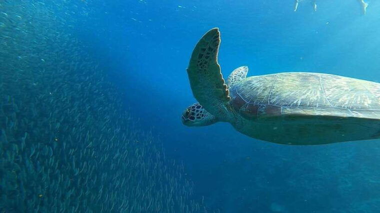 cebu-osmena-peak-hike-and-sardines-run-snorkel-adventure