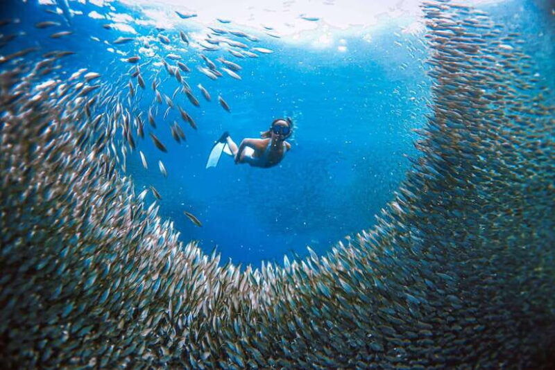 cebu-pescador-island-sardines-run-and-kawasan-canyoneering