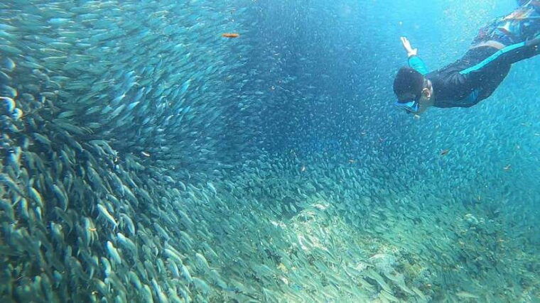 cebu-pescador-island-sardines-run-and-kawasan-canyoneering