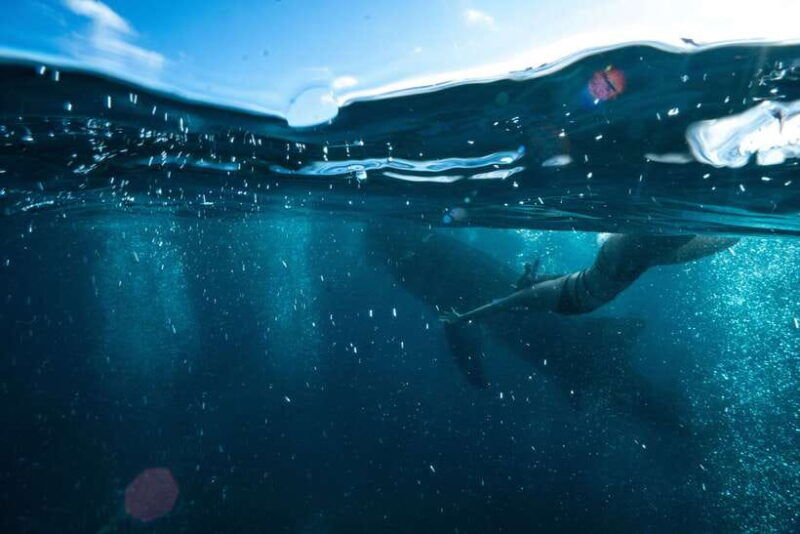 cebu-private-sumilon-island-optional-whale-shark-swim