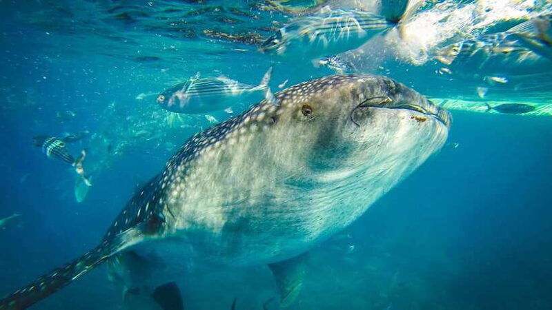 cebu-private-sumilon-island-optional-whale-shark-swim