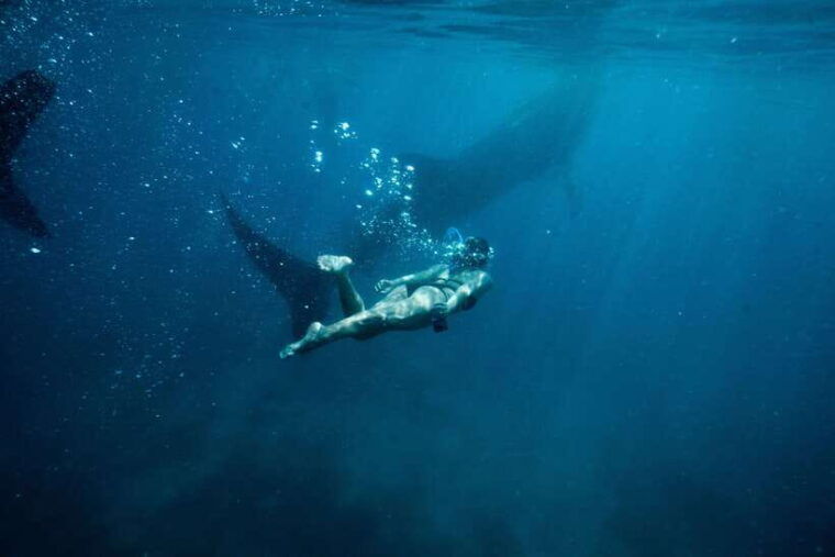 cebu-private-sumilon-island-optional-whale-shark-swim