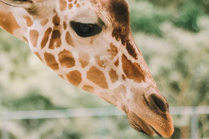 Cebu Safari Adventure - Who Will Love This Tour?