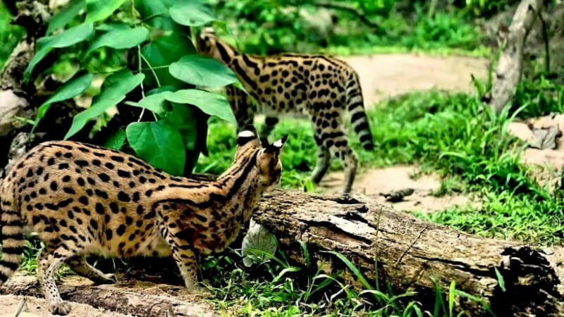 cebu-safari-adventure-park-wildlife-tour-with-transfers