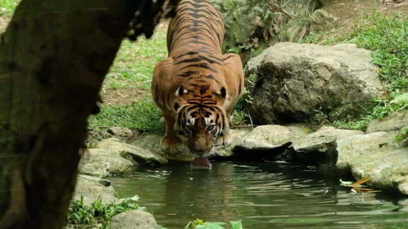 cebu-safari-adventure-park-wildlife-tour-with-transfers