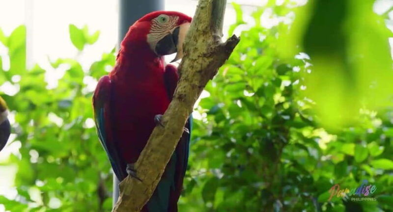 cebu-safari-adventure-park-wildlife-tour-with-transfers