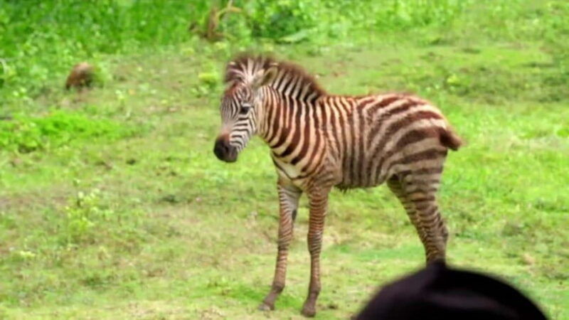 cebu-safari-adventure-park-wildlife-tour-with-transfers