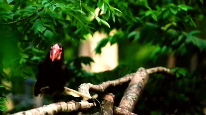 cebu-safari-adventure-park-wildlife-tour-with-transfers