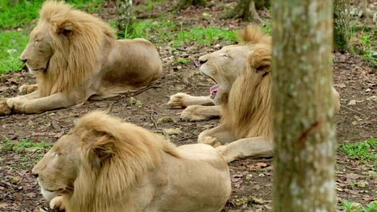 cebu-safari-adventure-park-wildlife-tour-with-transfers