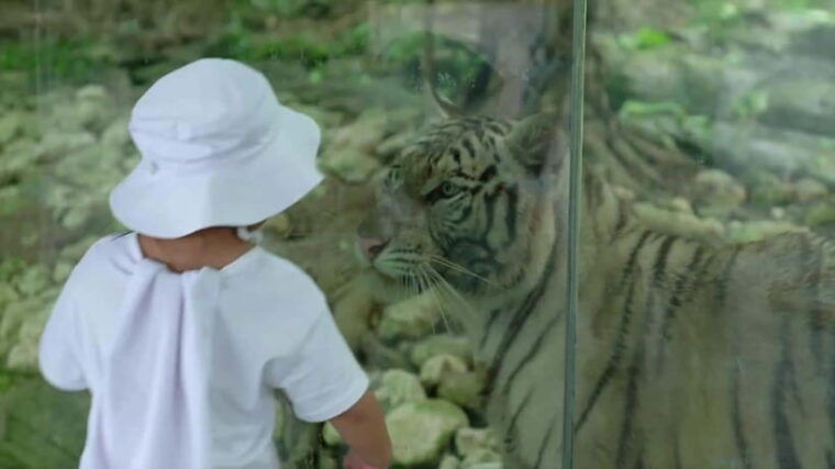 cebu-safari-adventure-park-wildlife-tour-with-transfers