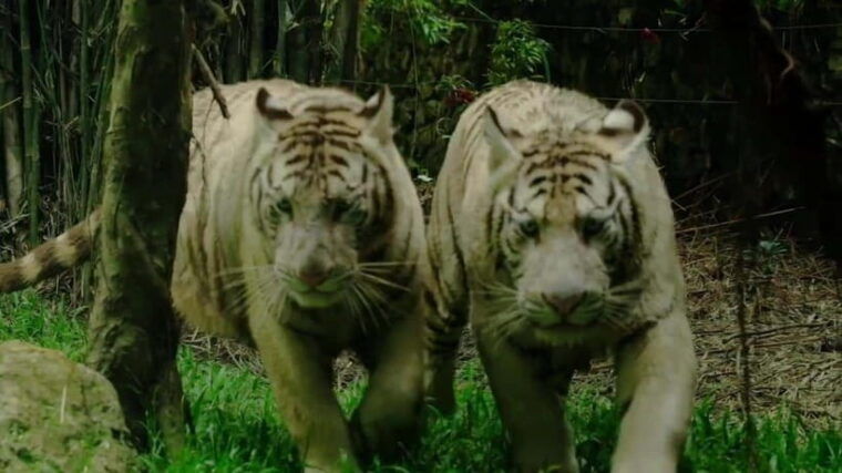 cebu-safari-adventure-park-wildlife-tour-with-transfers