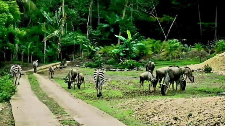 cebu-safari-adventure-park-wildlife-tour-with-transfers