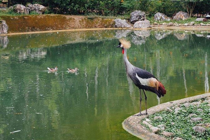 Cebu Safari Day Tour - Key Points