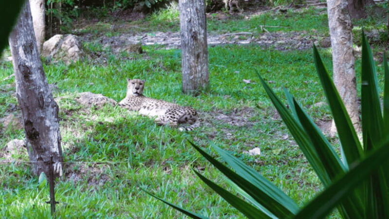cebu-safari-experience-wildlife-up-close