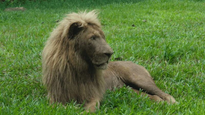 cebu-safari-experience-wildlife-up-close