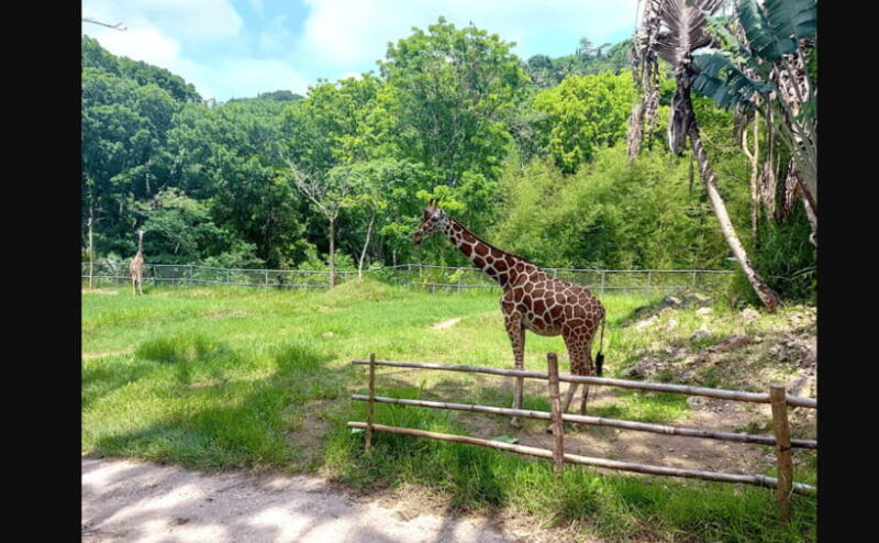 cebu-safari-experience-wildlife-up-close
