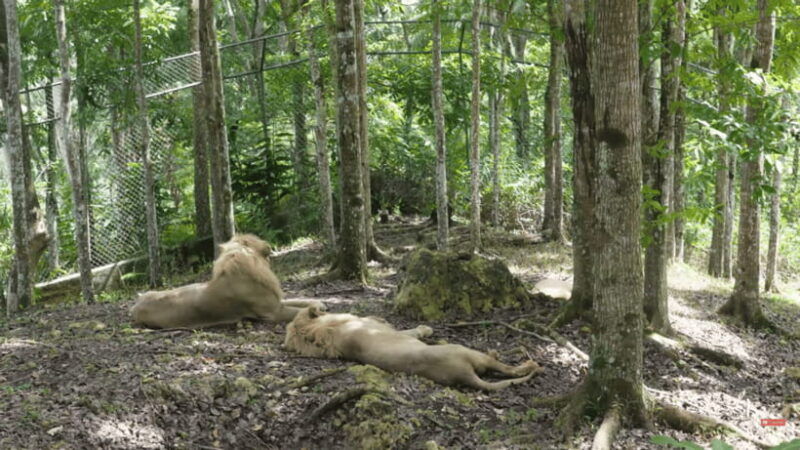 cebu-safari-experience-wildlife-up-close