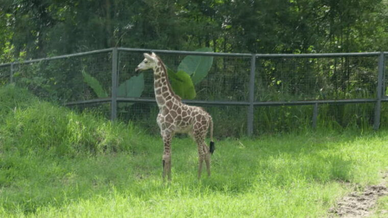 cebu-safari-experience-wildlife-up-close