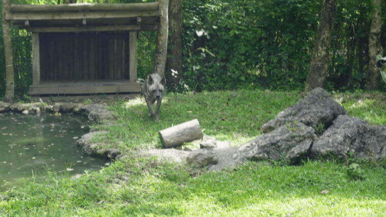 cebu-safari-experience-wildlife-up-close
