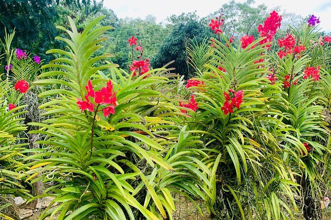 Cebu Safari Journeys - Exploring Cebu Safari Journeys