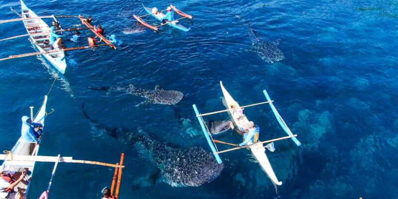 Cebu: Scuba Diving with Whale Sharks Trip in Oslob - Pricing and Value
