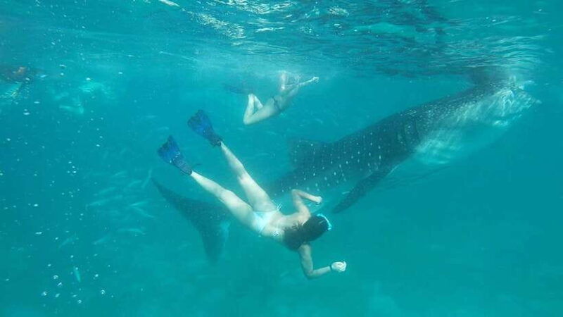 cebu-shared-tour-whaleshark-swimming-kawasan-canyoneering