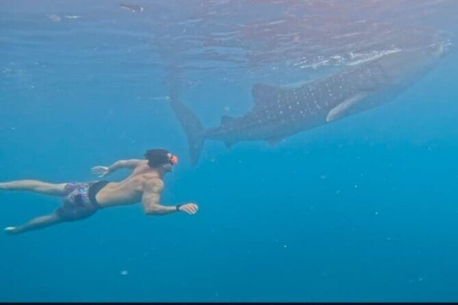 Cebu Splash Adventure: Swim with Sharks & Canyoneering + Lunch - Key Points