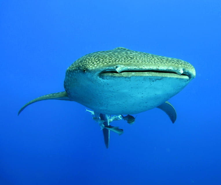 cebu-sumilon-isand-whale-shark-and-turtle-snorkeling-tour